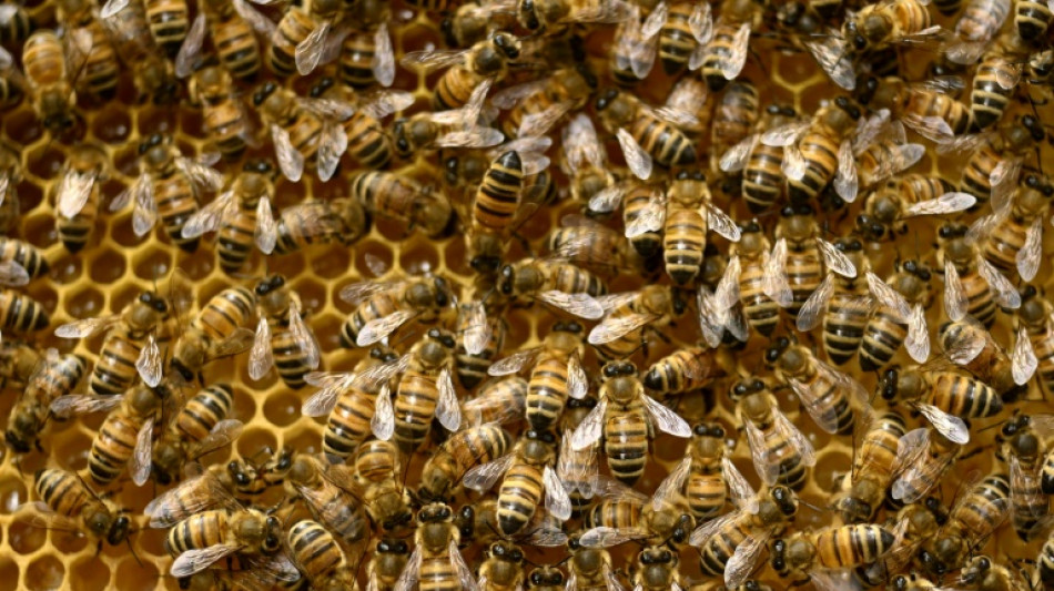 L'UFC-Que Choisir porte plainte contre le leader fran&ccedil;ais du miel