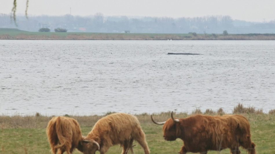 Wal in Not: Rettungsversuch von Initiative vor Ostseeinsel in hei&szlig;er Phase 