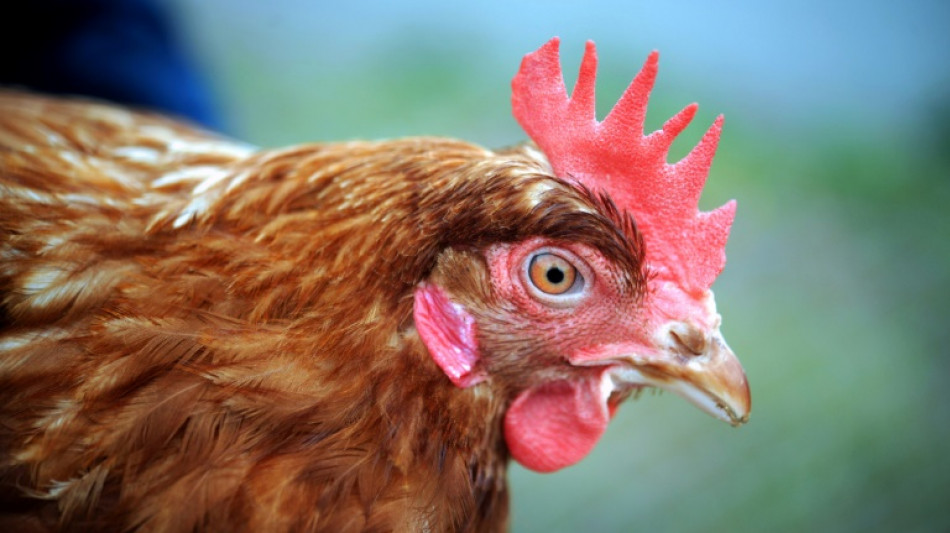 Polizisten retten Huhn von Stra&szlig;e - Tier revanchiert sich mit Fr&uuml;hst&uuml;cksei