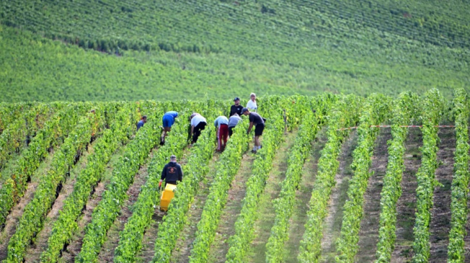 Champagne: les dates d'ouverture des vendanges publi&eacute;es, pr&eacute;cocit&eacute; record 