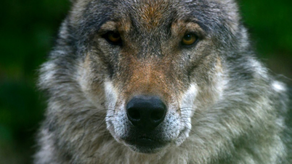 Wolf und Weidetiere sind Thema bei Dialogreihe des Bundesumweltministeriums