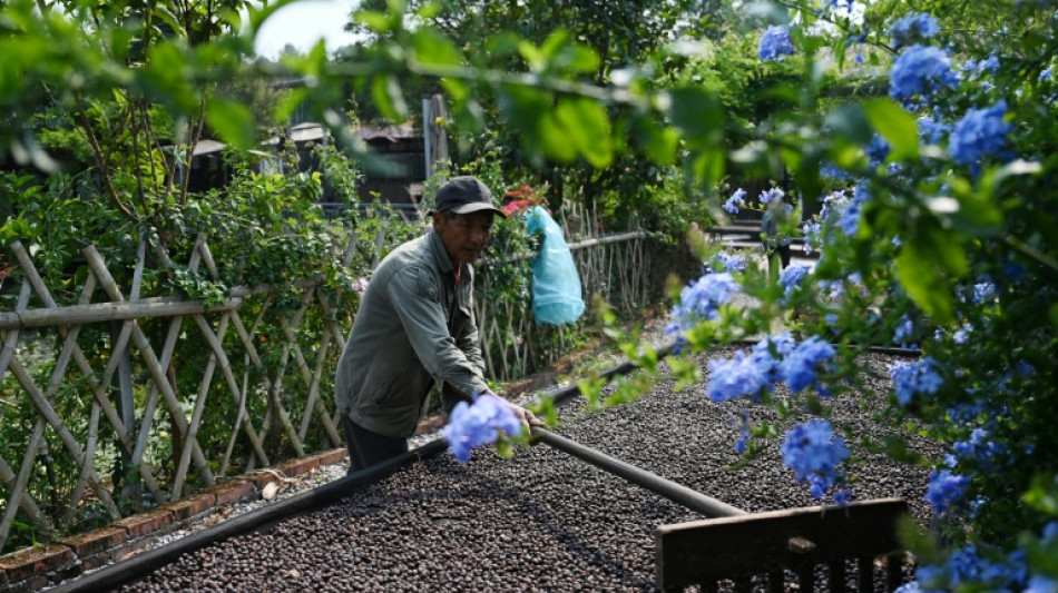 La capital china del té incursiona en el café ante cambios en los gustos