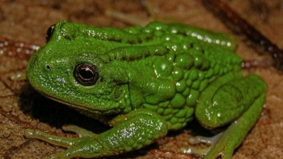 Une grenouille marsupiale inconnue d&eacute;couverte au P&eacute;rou