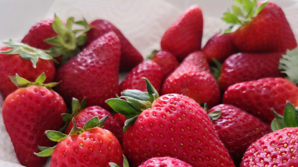 Bmti, &egrave; tempo di primizie, prezzi in calo per le fragole