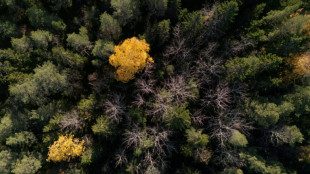 Medienbericht: Geheimes Waffenlager bei Berlin gefunden