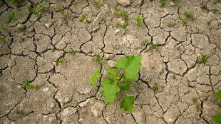 Wasserdefizit in Deutschland: Erholung durch mehr Herbstregen fraglich