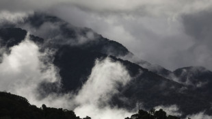 Bosques tropicales en Australia dejaron de absorber más carbono del que emiten