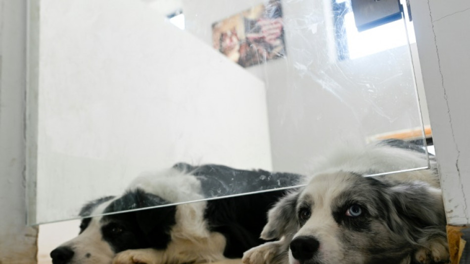 En Chine, la garde d'animaux reprend du poil de la b&ecirc;te