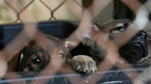 Besitzerin von Gnadenhof darf wegen Tierschutzm&auml;ngeln nur noch f&uuml;nf Hunde halten