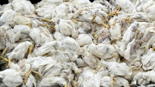 Rund 1,5 Millionen Tiere wegen Vogelgrippe gekeult - Schwerpunkt Niedersachsen