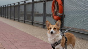 Les eurodéputés adoptent des règles pour le bien-être des chats et des chiens