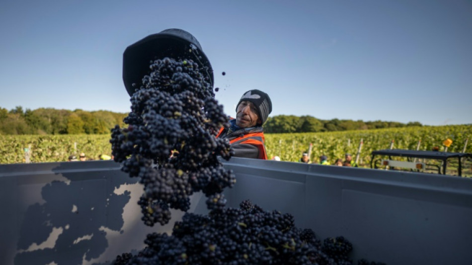 El vino brit&aacute;nico gana cuerpo con el avance del cambio clim&aacute;tico