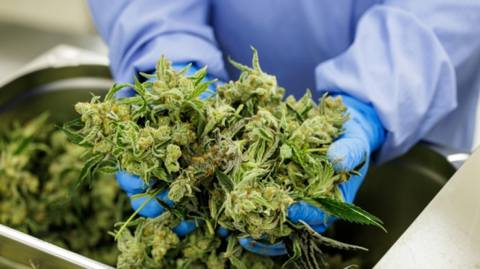 Kein Geld f&uuml;r medizinisches Cannabis: Kranker scheitert vor Oberlandesgericht