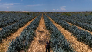 Agricultores israelíes relanzan la producción de tequila cerca de Gaza