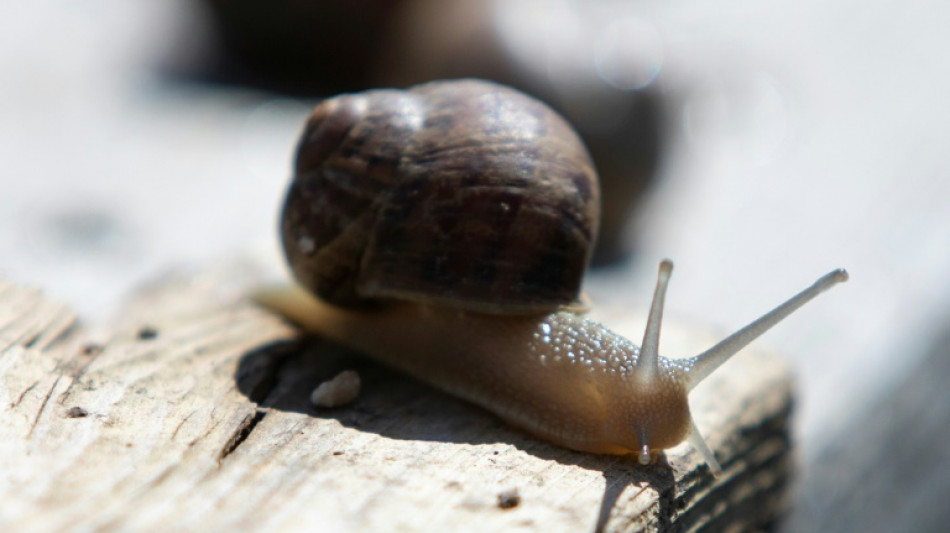 Les escargots, une mode viennoise sortie de l'oubli