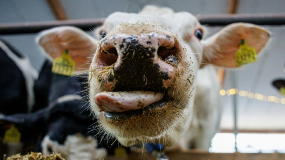 Unbekannter vergiftet Futter und Wasser von Rinderherde in Sachsen mit Heiz&ouml;l