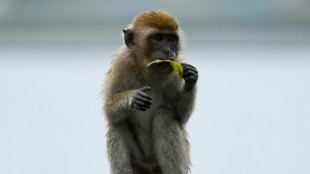 Avec le grand &acirc;ge les macaques s'isolent socialement, comme les humains 