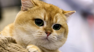 Hessisches Tierheim darf vermittelte Katze nicht eigenm&auml;chtig wieder wegnehmen