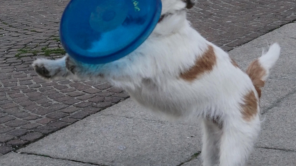 Giocare con il cane rafforza il legame emotivo