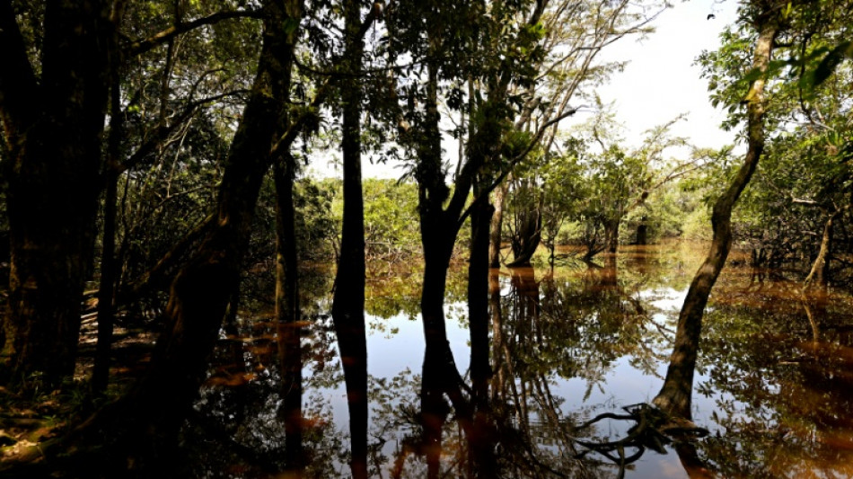H&uuml;rden f&uuml;r Unternehmen: USA fordern Stopp von EU-Gesetz gegen Abholzung
