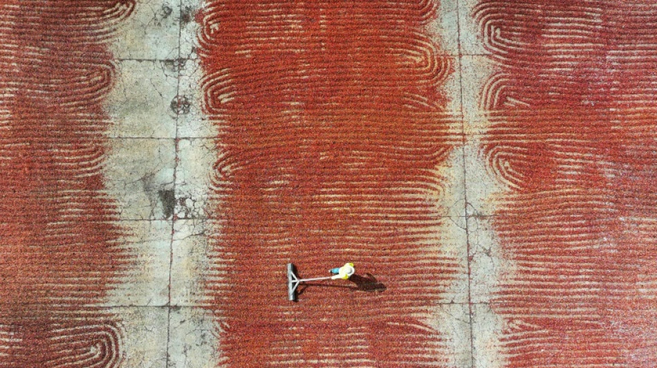 Better than gold: how Ecuador cashed in on surging cocoa prices