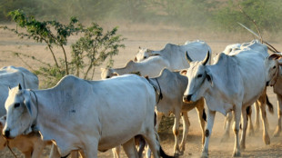 Zebu-Rinder in Hessen vergiftet - f&uuml;nf Tiere tot