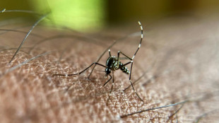Nouveau cas autochtone de chikungunya en métropole, le deuxième en 2025 