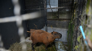 Eight people arrested in Brazil for 'brutal' attack on capybara