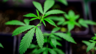 Cannabisplantage mit hunderten Pflanzen in Sachsen-Anhalt ausgehoben