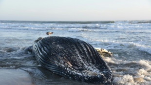 Ballenas y aves en peligro por ola de calor marina en EEUU