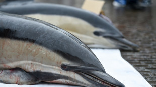 Dauphins: une enveloppe de 20 millions d'euros pour indemniser les p&ecirc;cheurs, selon leur ministre