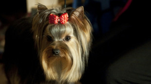 Hundehalter haftet f&uuml;r Biss nach Zurennen von gro&szlig;em Hund auf kleinen Terrier