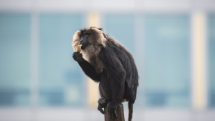 Verd&auml;chtige in Fall von gestohlenem Affen aus Leipziger Zoo festgenommen
