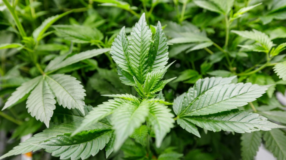 Cannabis-Legalisierung: Eltern f&uuml;rchten bei Kindern sinkende Hemmschwelle f&uuml;r Konsum