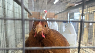 Tausende Masthähnchen verenden bei Brand in Betrieb in Baden-Württemberg