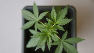 Floristin in bayerischem F&uuml;rth soll Cannabis in gro&szlig;em Stil angebaut haben