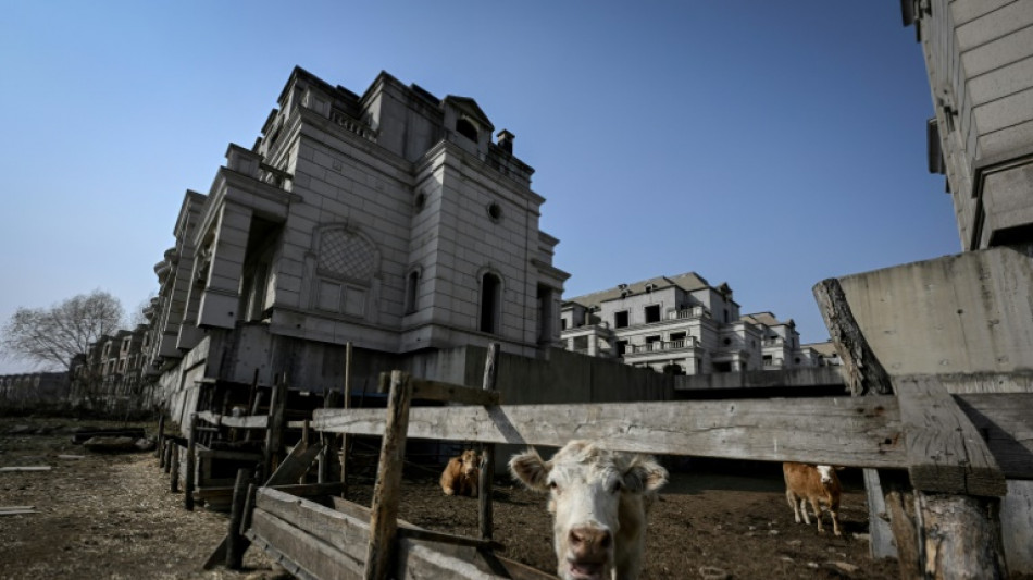 Chine: au milieu des villas de luxe inachev&eacute;es, des vaches