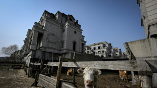Chine: au milieu des villas de luxe inachev&eacute;es, des vaches