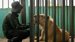 'Absolute madness': Thailand's pet lion problem