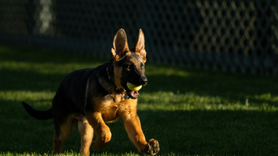 Cachorro de Biden &eacute; acusado de morder funcion&aacute;rios da Casa Branca