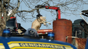Ariège: l'abattage des bovins a débuté dans la ferme où un cas de dermatose a été détecté