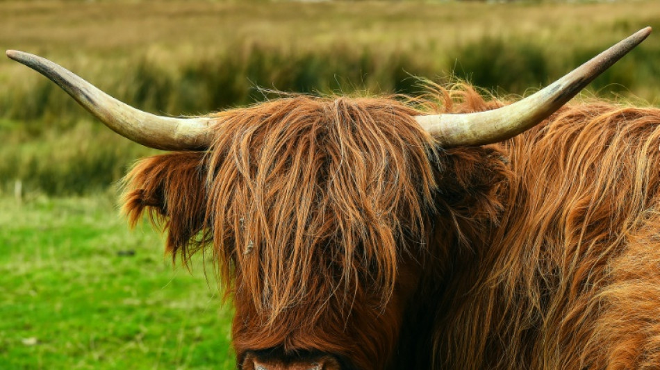 Panische Rinder laufen auf Bahnstrecke in Baden-Württemberg - zwei Tiere tot