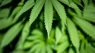 Cannabis-Plattform "Juicy Fields": Weitere Durchsuchungen in vier L&auml;ndern