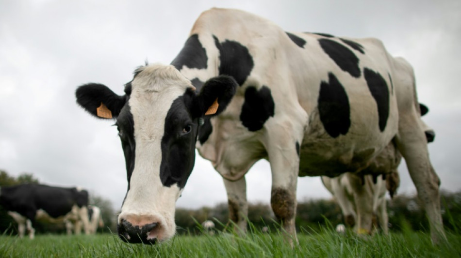 Dans les laiteries, r&eacute;utiliser l'"eau de vache" pour moins pomper dans le r&eacute;seau