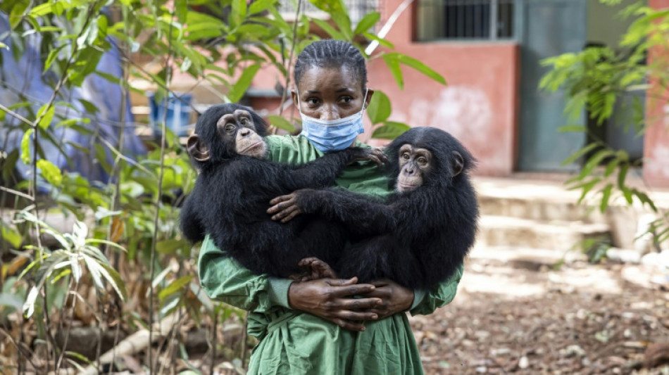 Sierra Leone: réouverture au public d'un emblématique sanctuaire pour chimpanzés