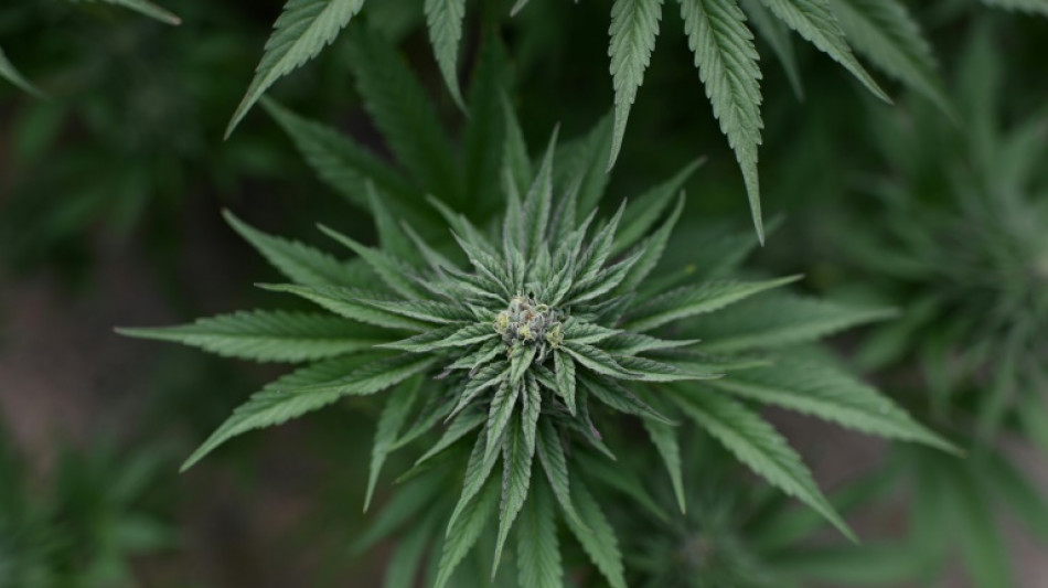 Cannabisplantage in Einfamilienhaus in nieders&auml;chsischem Lemwerder entdeckt
