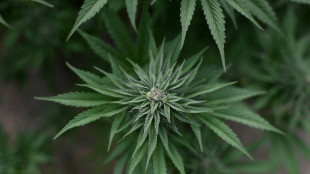 Cannabisplantage in Einfamilienhaus in nieders&auml;chsischem Lemwerder entdeckt
