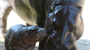 Namenssuche abgeschlossen: Zwergflusspferdbaby in Berliner Zoo hei&szlig;t Toni 