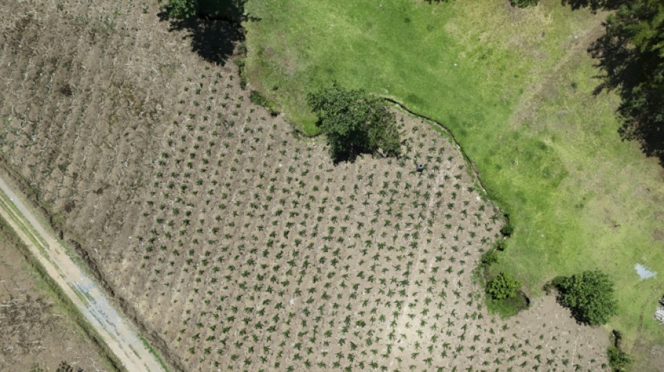 Guatemala anuncia ayuda alimentaria para m&aacute;s de un mill&oacute;n de familias afectadas por la sequ&iacute;a