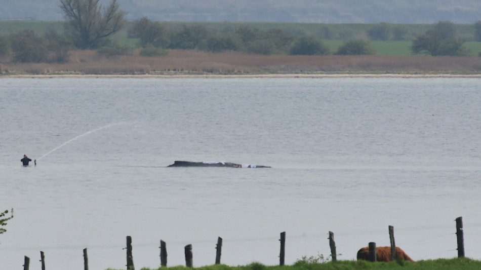 Backhaus sieht Chance f&uuml;r hilflosen Wal und k&uuml;ndigt Kontrolle von Rettungsversuch an